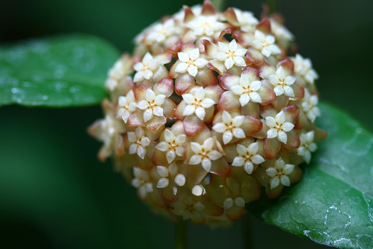 Hoya finlaysonii.,,JPG
