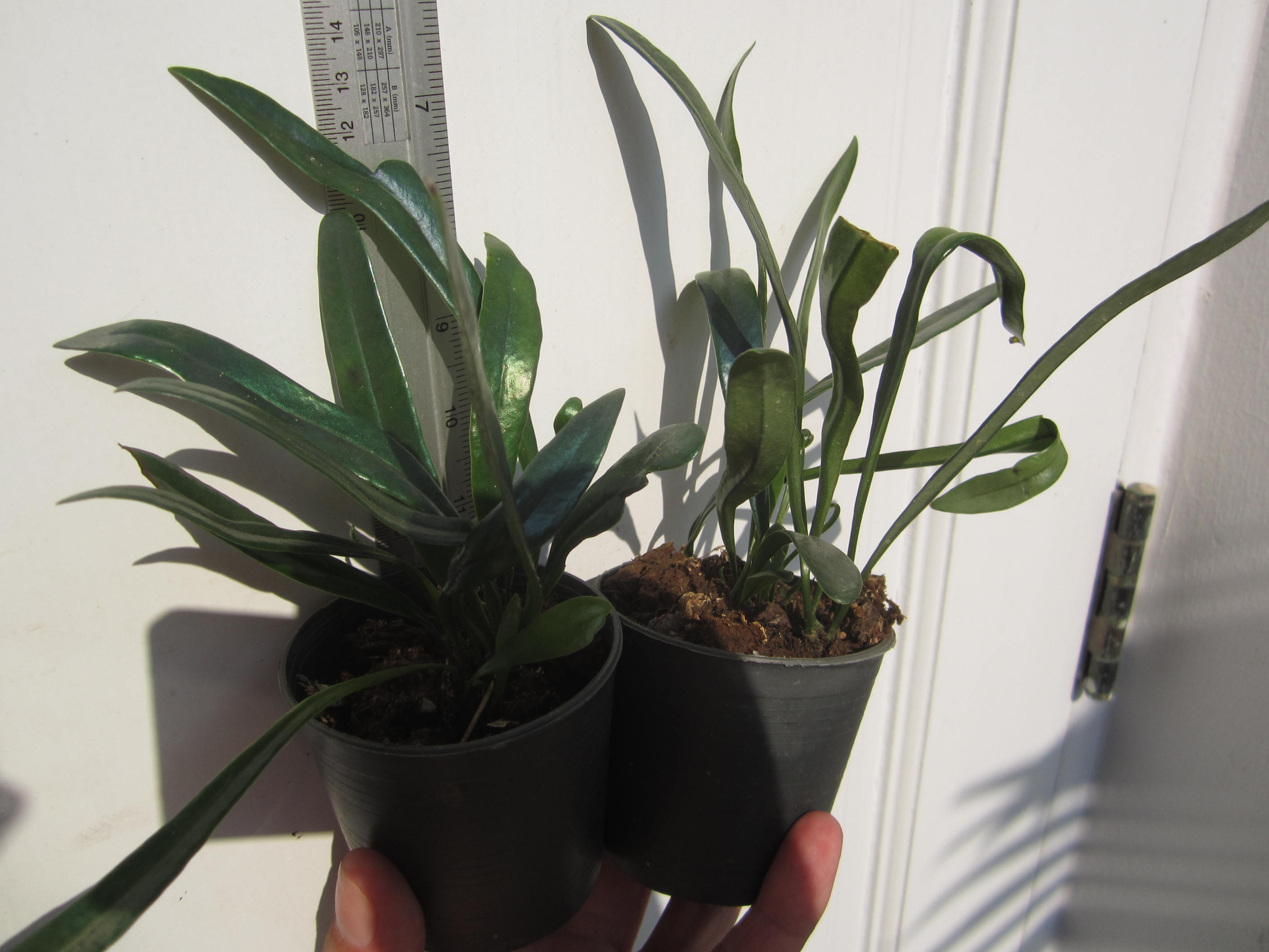 Microsorum thailandicum